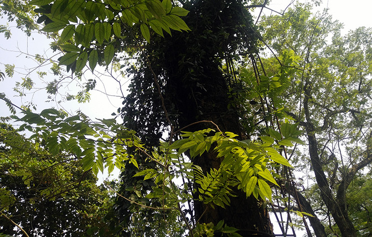 Hiện nay, cây chưa bị chết khô hoàn toàn, những chồi non vẫn mọc lên từ cây, nhưng về lâu dài, cây sưa này có thể sẽ chết.