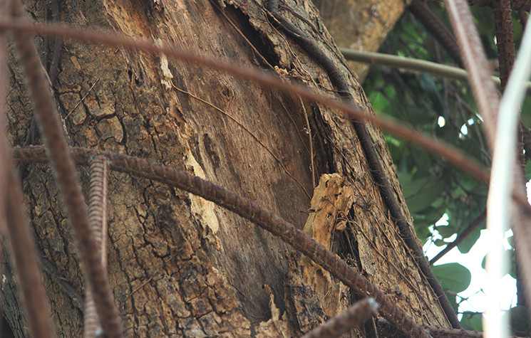 Nhiều chỗ trên thân cây sưa bị chết khô, có chỗ đã mục, lớp vỏ cây bị bong tróc thành từng mảng rơi xuống đất để lộ nguyên phần lõi cây bên trong ra phía ngoài.