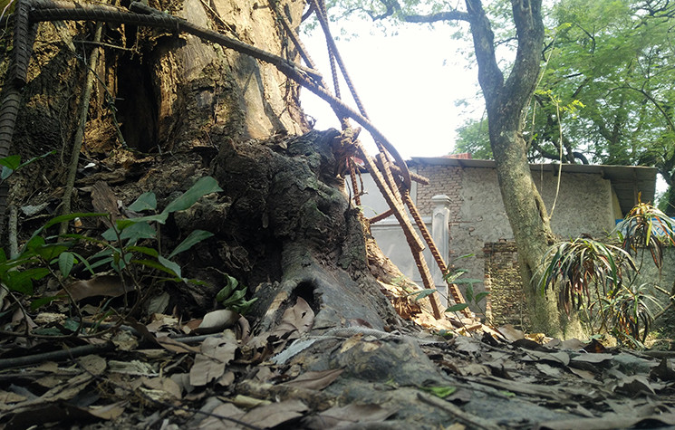 Người dân lo ngại việc "kho báu" của làng hằng ngày bị mối mọt ăn, đục khoét, cắn nát thân cây sẽ làm nó mất giá trị nên mong muốn sớm bán được cây.