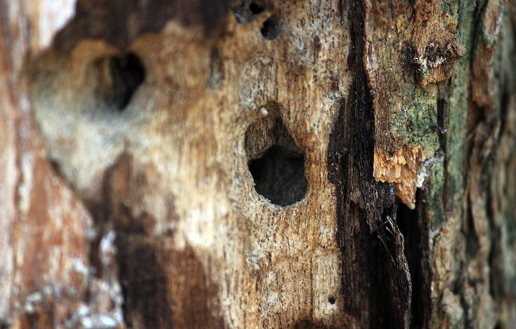 Ha Noi ban cay sua 100 ty dong: Dan buon go khong dam mua-Hinh-3