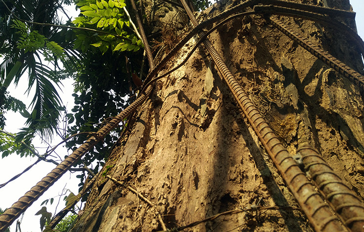 Ha Noi ban cay sua 100 ty dong: Dan buon go khong dam mua-Hinh-2