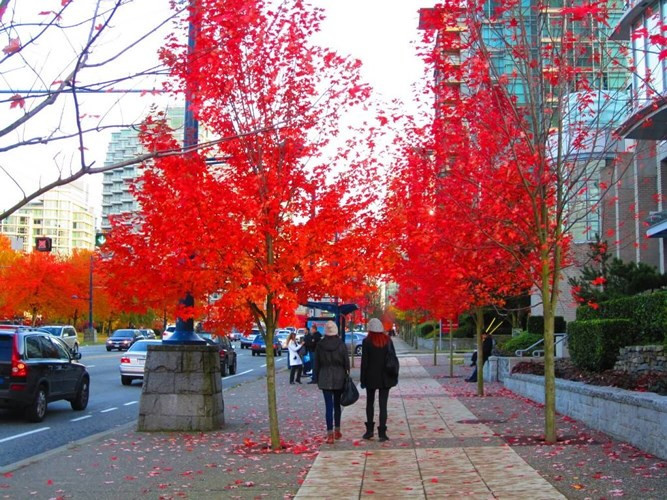 Phong lá đỏ là loài cây ở các nước lạnh giá, có băng tuyết. Khi được trồng ở Hà Nội nhiều người lo ngại cây không phù hợp với thổ nhưỡng, sẽ chết.