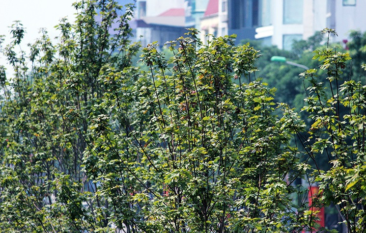 Chỉ lác đác vài lá cây phong lá đỏ được trồng trên phố Trần Duy Hưng chuyển màu.