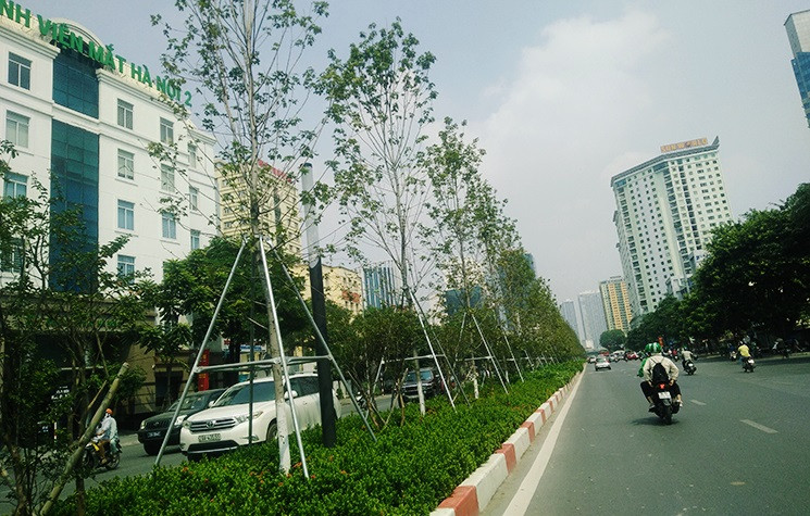 Những cây phong vẫn xanh lá chưa có dấu hiệu chuyển màu, còi cọc.