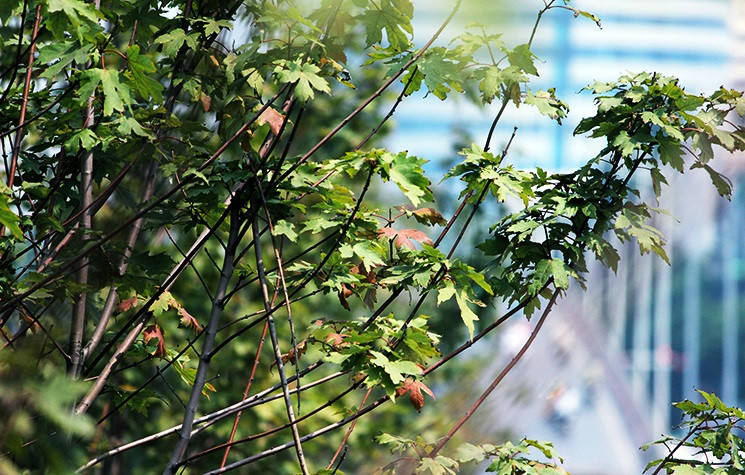 Số lượng lá cây phong lá đỏ chuyển màu lá đỏ chưa nhiều và trông như lá héo chứ không phải màu đỏ.