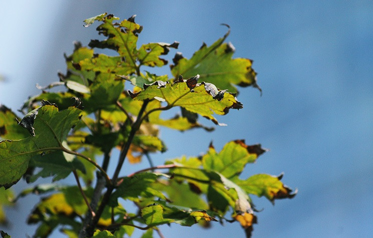 Hiện tượng lá phong bị khô héo khiến người dân lo ngại lá có thể bị rơi rụng trước khi chuyển màu.