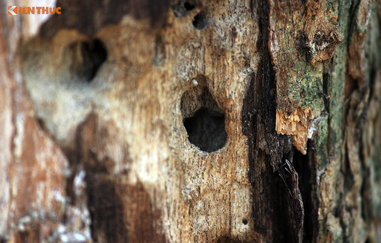 Tien ban cay sua 100 ty dong se duoc su dung nhu the nao?-Hinh-3