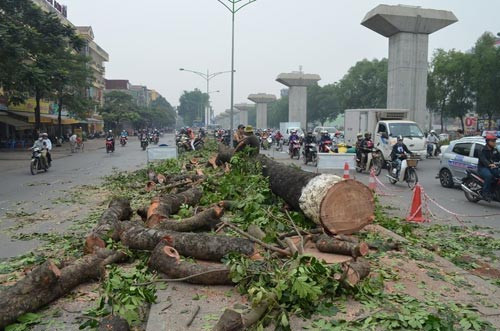UBND thành phố đã cho phép Sở Xây dựng Hà Nội chặt 146 cây xà cừ cổ thụ trên. Theo ông Hiếu, sau khi chặt hạ cây xanh, diện tích cũ sẽ được Sở Giao thông vận tải phủ bê-tông để phục vụ giao thông. Dọc vỉa hè tuyến đường này, Sở Xây dựng cũng trồng thay thế các loại cây cong, nghiêng, xấu và không phải cây đô thị bằng các loại cây khác như lát, sao đen.