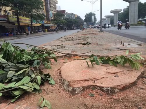 10. Hà Nội lại chặt hàng trăm cây cổ thụ trên đường Nguyễn Trãi, Trần Phú. Chiều 23/1, ông Trần Trọng Hiếu - trưởng phòng quản lý hạ tầng môi trường công trình ngầm Sở Xây dựng Hà Nội - cho biết, hiện nay giữa dải phân cách hai tuyến phố trên có 146 cây xà cừ, trong đó 123 cây có đường kính lớn hơn 50cm, cao 14 - 20m. Các cây này chủ yếu phát triển nghiêng về phía đường sắt đô thị và có thể gây nguy hiểm nếu bị gãy đổ. Do đó, sở này đã đề xuất thành phố chặt hạ toàn bộ để đảm bảo an toàn.