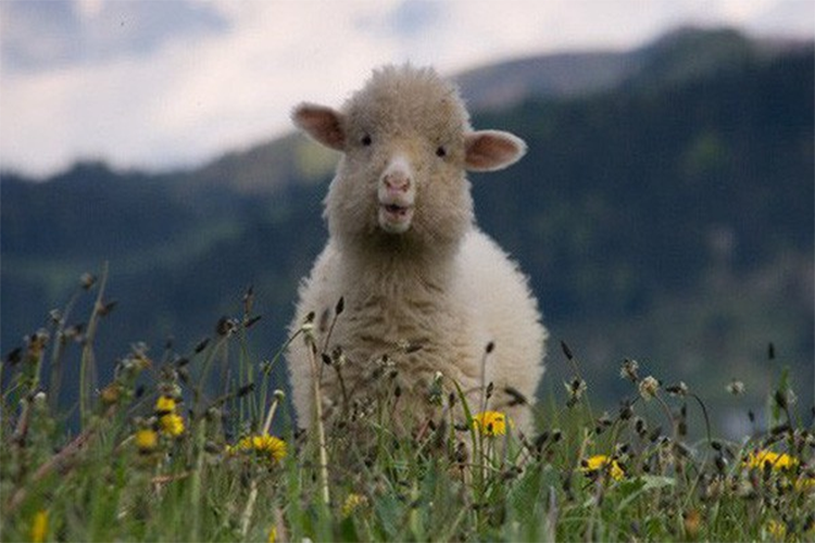 Chung ta dang bi Facebook, Google bien thanh nhung chu “cuu non”