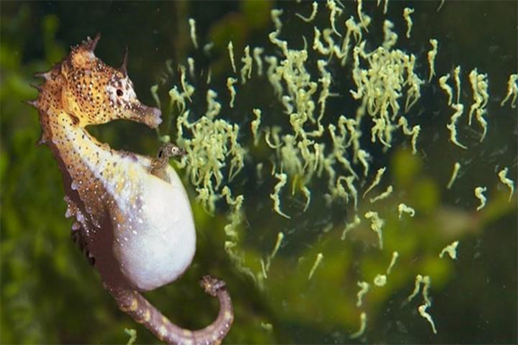 Tai sao ca ngua duc lai mang thai ma khong phai la con cai?-Hinh-2