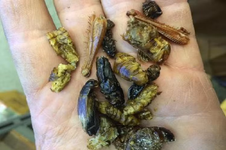 Một gói côn trùng sấy khô tẩm muối này có giá gần 14 USD (325.000 đồng). 