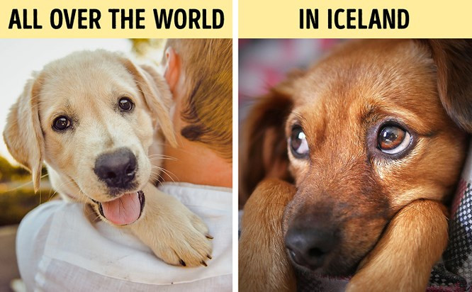 4. Cấm nuôi chó cưng trong 60 năm ở Iceland: Các lệnh cấm được ban hành vào năm 1924 sau khi người ta phát hiện ra rằng chó là nguyên nhân lây truyền bệnh sán chó (còn gọi là sán dây). Bệnh ký sinh trùng này cực kỳ nguy hiểm vì nó có thể gây nhiễm trùng đường ruột nặng và mù lòa. Năm 1984, lệnh cấm đã bị hủy bỏ, tuy nhiên, sau 60 năm đó, mèo lại trở thành vật nuôi yêu thích ở Iceland.