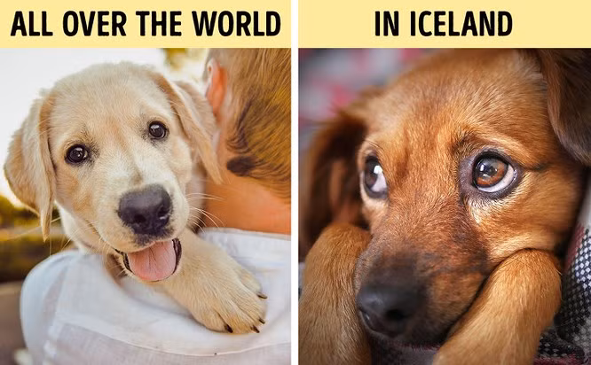 4. Cấm nuôi chó cưng trong 60 năm ở Iceland: Các lệnh cấm được ban hành vào năm 1924 sau khi người ta phát hiện ra rằng chó là nguyên nhân lây truyền bệnh sán chó (còn gọi là sán dây). Bệnh ký sinh trùng này cực kỳ nguy hiểm vì nó có thể gây nhiễm trùng đường ruột nặng và mù lòa. Năm 1984, lệnh cấm đã bị hủy bỏ, tuy nhiên, sau 60 năm đó, mèo lại trở thành vật nuôi yêu thích ở Iceland.
