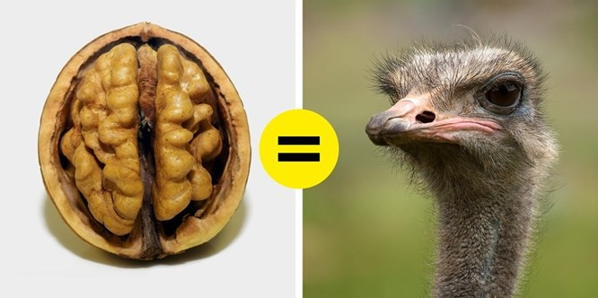 2. Đôi mắt của một con đà điểu lớn hơn não của nó: Đà điểu có đôi mắt to nhất trong vương quốc động vật. Mắt chúng quá to đến nỗi chỉ có một bộ não với kích thước quả óc chó mới có thể vừa vặn trong hộp sọ của chúng. Khối lượng của một bộ não đà điểu thậm chí nhỏ hơn 2 lần so với khối lượng của mắt.