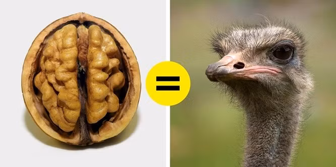 2. Đôi mắt của một con đà điểu lớn hơn não của nó: Đà điểu có đôi mắt to nhất trong vương quốc động vật. Mắt chúng quá to đến nỗi chỉ có một bộ não với kích thước quả óc chó mới có thể vừa vặn trong hộp sọ của chúng. Khối lượng của một bộ não đà điểu thậm chí nhỏ hơn 2 lần so với khối lượng của mắt.
