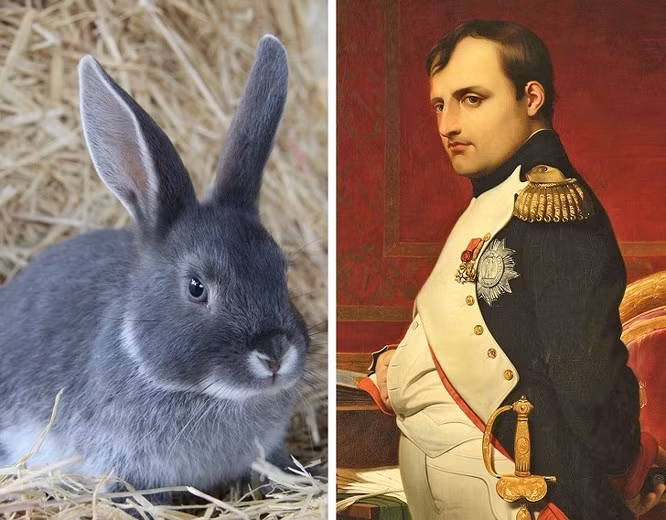 5. Hoàng đế Napoléon từng bị tấn công bởi thỏ: Ít ai biết được rằng, hoàng đế Napoleon Bonaparte chinh phục được nhiều vùng đất trên thế giới bách chiến bách thắng nhưng từng bị đàn thỏ tấn công khi đi săn năm 1807.
