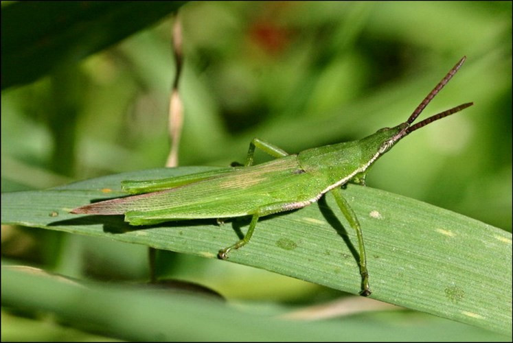 Những con cào cào là họ hàng của châu chấu, có hình dáng nhọn hoắt như quả tên lửa cũng rất được ưa thích. Con vật này có đôi cánh bên trong màu hồng tươi rất đẹp.