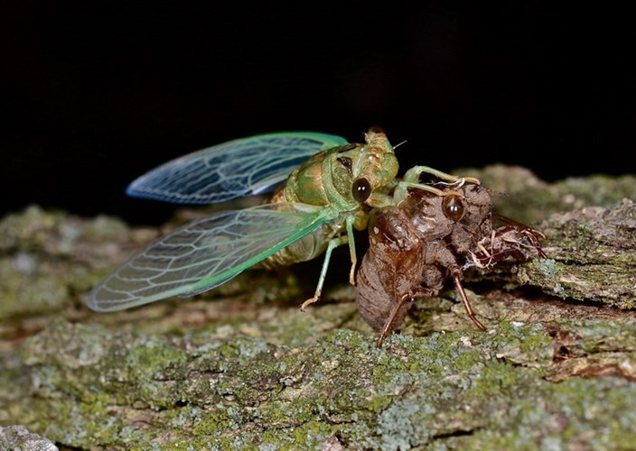Những chú ve xuất hiện vào đầu mùa hè, khi bọn học trò bắt đầu kỳ nghỉ dài của mình. Có vô số trò hay với loài côn trùng này như nhặt xác ve, “câu” ấu trùng ve, ngắm ve lột xác hay bắt ve vào buổi đêm… Ve thường được chia làm hai loại là ve sầu và ve kim, trong đó ve kim nhỏ hơn và có tiếng kêu chói tai hơn.
