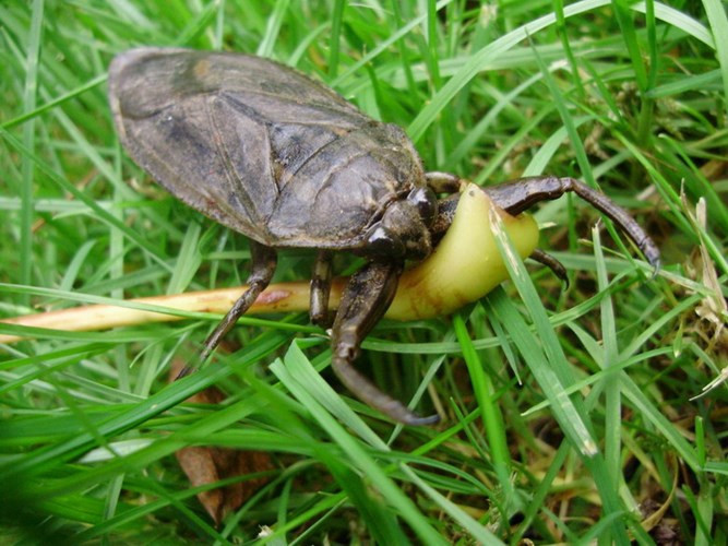 Cà cuống là loài côn trùng khổng lồ sống dưới nước. Vào những buổi tối mùa hè chúng thường bay quanh các ngọn đèn đường và trở thành đối tượng “săn bắt” của trẻ em. Nhiều đứa nướng những con côn trùng này lên để thưởng thức vị cay, thơm độc đáo của bọng tinh dầu cà cuống đực hoặc vị bùi của buồng trứng cà cuống cái.