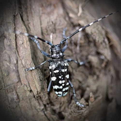 Những con xén tóc có thân hình cứng như thép và cặp hàm sắc lẹm như chiếc kéo quả thực là một thợ cắt tóc cừ khôi. Thử thả chúng trên đầu, những sợi tóc sẽ bị chúng xén rơi xuống lả tả.