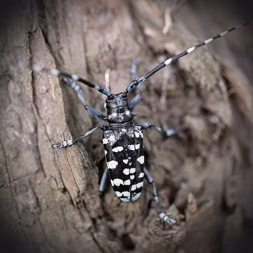 Những con xén tóc có thân hình cứng như thép và cặp hàm sắc lẹm như chiếc kéo quả thực là một thợ cắt tóc cừ khôi. Thử thả chúng trên đầu, những sợi tóc sẽ bị chúng xén rơi xuống lả tả.