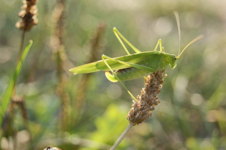 Muồm muỗm có nhiều loại khác nhau, có đặc điểm chung là con đực luôn có một “lưỡi dao” ở đuôi. Không chỉ để chơi, muồm muỗm còn là món ăn khoái khẩu khi được nướng lên.