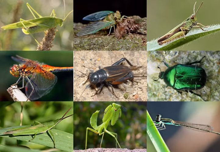 Nhân ngày Quốc tế thiếu nhi 1/6, cùng Kiến Thức hồi tưởng những đồ chơi độc lạ từng được trẻ em thành phố mê mẩn một thời. Các loài côn trùng ngộ nghĩnh, muôn dáng vẻ luôn là niềm đam mê của thế hệ trẻ em Hà Nội những năm 1990 trở về trước. Chẳng có đứa trẻ nào thuộc thời kỳ đó lại chưa từng buộc dây vào một chú chuồn chuồn cho bay vù vù đầy thích thú, hoặc mân mê một chú châu chấu xanh biếc trên bàn tay như một món đồ chơi đặc biệt. Ngày nay, quá trình đô thị hóa cùng sự ô nhiễm môi trường khiến nhiều loài côn trùng trở nên hiếm hoi. Trẻ em thành thị cũng có nhiều niềm vui thú mới. Vì vậy mà những món “đồ chơi thiên nhiên” của trẻ em một thuở dường như đã bị lãng quên…