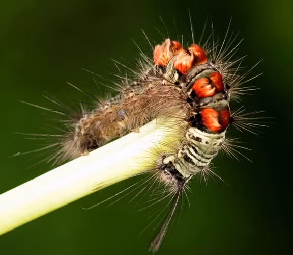 Sâu róm - ấu trùng của bướm - có rất nhiều loại khác nhau nhưng nhìn chung đều có vẻ ngoài lông lá trông cực kỳ gớm ghiếc, vì vậy nó trở thành đối tượng lý tưởng để đem đi doạ những cô bé "nhát gan". Ảnh: Internet.