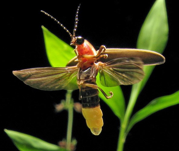 Đom đóm là loài côn trùng “kỳ diệu”, vì chúng có thể phát sáng như những ngọn đèn, thường xuất hiện ở những nơi nhiều cây cối vào các buổi tối mùa hè. Chỉ cần bắt đầy đom đóm bỏ vào một chiếc túi nylon hoặc chai nước là có ngay chiếc đèn nhấp nháy liên tục.