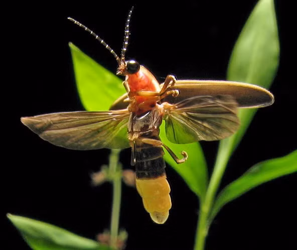 Đom đóm là loài côn trùng “kỳ diệu”, vì chúng có thể phát sáng như những ngọn đèn, thường xuất hiện ở những nơi nhiều cây cối vào các buổi tối mùa hè. Chỉ cần bắt đầy đom đóm bỏ vào một chiếc túi nylon hoặc chai nước là có ngay chiếc đèn nhấp nháy liên tục.