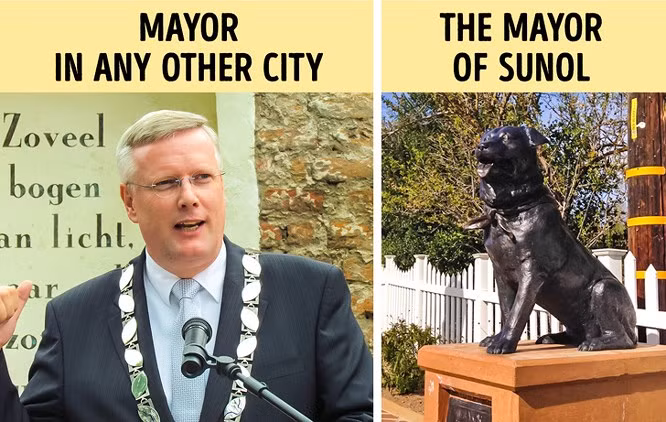 10. Chú chó Bosco đã là thị trưởng của Sunol trong 10 năm: Bosco Ramos - chú chó lai giữa giống Labrador và Rottweiler, đã giữ cương vị thị trưởng tại Sunol, California trong suốt 13 năm cho đến tận khi chú mất. Mỗi ngày, Bosco sẽ "vi hành" để gặp các "thường dân" ở Sunol. Họ dễ dàng nhận ra chú chó đáng yêu này nhờ vào chiếc khăn đỏ yêu thích lúc nào cũng được chú đeo trên cổ. Sau cái chết của vị thị trưởng đáng kính này vào năm 1994, người dân thành phố Sunol đã dựng nên một bức tượng đồng để tưởng nhớ "vị thị trưởng 4 chân đầu tiên trên thế giới". Bức tượng được đặt đối diện Bưu điện thành phố, thu hút nhiều lượt khách du lịch cho thị trấn.