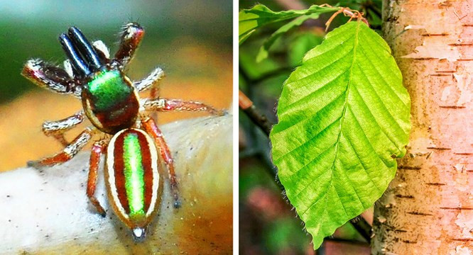 6. Nhện ăn chay: Nhện ăn chay? Nghe có vẻ kỳ quái nhưng lại là sự thực. Có khoảng 40.000 loại nhện trên khắp thế giới và về cơ bản, chúng ăn côn trùng và các sinh vật khác. Tuy nhiên, ở Trung Mỹ, có một loạị nhện ăn chay 8 chân được gọi là Bagheera Kiplingi. Chúng sống chủ yếu trên những cây keo và ăn một loại thực thể được gọi là Beltian trên cây, vốn chứa nhiều protein.