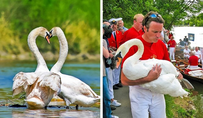 13. Lễ hội Swan Upping được tổ chức hàng năm tại Anh: Hầu hết thiên nga trắng sinh trưởng tự nhiên ở những vùng sông nước tại Anh và xứ Wales đều được mặc nhiên coi là thuộc quyền sở hữu của Nữ hoàng Anh và bất cứ ai dám đụng tới loài chim xinh đẹp này đều có thể đối mặt với án tù. Hằng năm, nữ hoàng Anh sẽ tổ chức Swan Upping - lễ hội đánh dấu thiên nga, nhằm đánh dấu những con thiên nga non, sau đó thả chúng đi nhằm thống kê và duy trì số lượng.