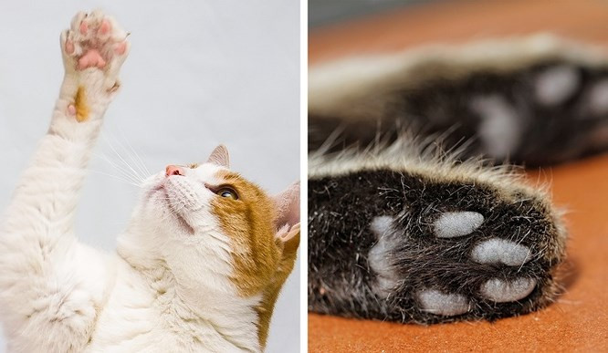 12. Mèo có 4 ngón chân sau và 5 ngón chân trước: Ngón chân thứ 5 trên bàn chân trước của mèo cần thiết để di chuyển tốt hơn. Ngay cả những người không có mèo cũng biết chúng có thể trèo lên rèm, ghế sofa và cây một cách dễ dàng như thế nào. Ngoài ra mèo còn có “miếng đệm” đặc biệt trên bàn chân trước được sử dụng để lại mùi hương ở những nơi chúng đã đến. Đây là một cách để đánh dấu.