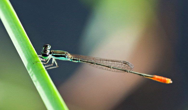 Những chú kim kim, hay chuồn chuồn kim có rất nhiều màu sắc khác nhau, thường được bắt bỏ vào những chiếc lọ trong suốt, nhìn rất thú vị.
