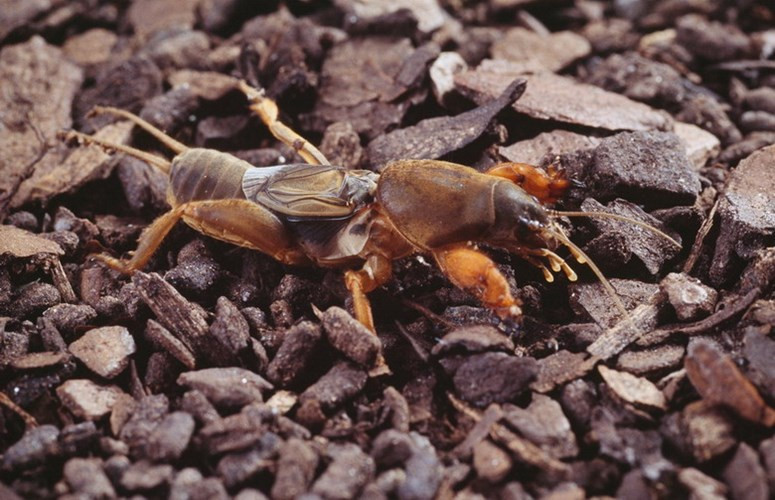 Dế trũi như những con chuột trũi, thường ẩn mình trong lòng đất. Đôi khi chúng cũng “nổi hứng” lang thang trên mặt đất và bị những đứa trẻ hiếu động nhanh tay chộp lấy.