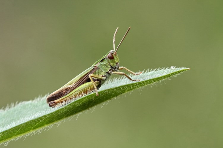 “Ngày xưa”, bất kỳ chỗ nào có cỏ mọc ở Hà Nội là chỗ đó có châu chấu. Chỉ cần đá vào bụi cỏ là châu chấu nhảy ra tứ phía, nhưng chỉ những chú châu chấu to, xanh biếc, có cánh dài mới bị bắt. Những con châu chấu non chưa mọc cánh hoặc châu chấu ma nâu xỉn hầu như không được đoái hoài đến.