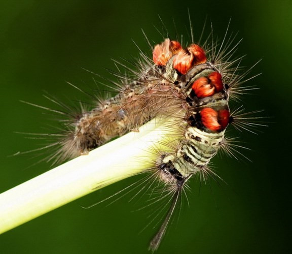 Sâu róm - ấu trùng của bướm - có rất nhiều loại khác nhau nhưng nhìn chung đều có vẻ ngoài lông lá trông cực kỳ gớm ghiếc, vì vậy nó trở thành đối tượng lý tưởng để đem đi doạ những cô bé "nhát gan". Ảnh: Internet.