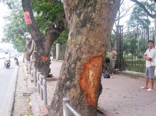 7. Hà Nội: Công an vào cuộc vụ hàng loạt cây xà cừ bị đẽo vỏ bí ẩn. Hàng loạt cây xà cừ bị đẽo vỏ bí ẩn ở Hà Nội khiến cộng đồng xôn xao, bất bình. Công ty Công viên cây xanh Hà Nội cho biết đang kết hợp với các UBND phường rà soát, lập biên bản hiện trạng từng cây xanh bị xâm hại.Để tình trạng trên không tiếp diễn, Công ty Cây xanh Hà Nội vừa có văn bản đề nghị Công an TP Hà Nội vào cuộc điều tra. 