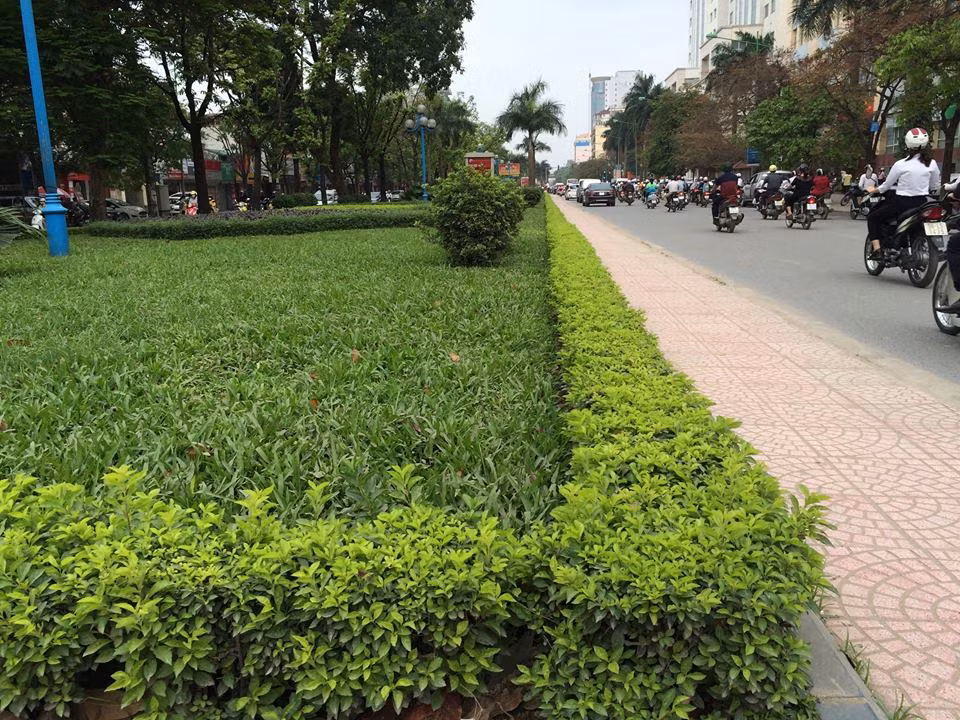 Hang cay dep long lanh tren duong Hoang Quoc Viet bi pha bo