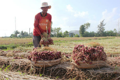 9. Sóc Trăng: Hành tím chất đống, nông dân điêu đứng Không khác gì dưa hấu Quảng Nam, hành tím Vĩnh Châu (Sóc Trăng) hiện cũng đang lâm vào cảnh tắc đầu ra ngay chính vụ, khiến hàng ngàn nông hộ điêu đứng. Trong khi giá bán hành tại Hà Nội, giá là 80.000 đồng thì tại địa phương dù chất lượng tốt, củ to, đẹp cao nhất cũng chỉ được 5.000 - 7.000đ/kg, nông dân coi như từ hòa đến lỗ. 