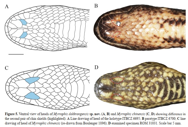 Nghiên cứu về loài rắn mới này đã được công bố trên một trong những tạp chí khoa học uy tín nhất thế giới.