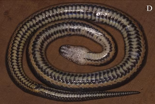  Rắn bồng Đắk Krông là một phát hiện đáng kinh ngạc khi đến nay chỉ có duy nhất ở Việt Nam mới tìm thấy loài rắn mới này.
