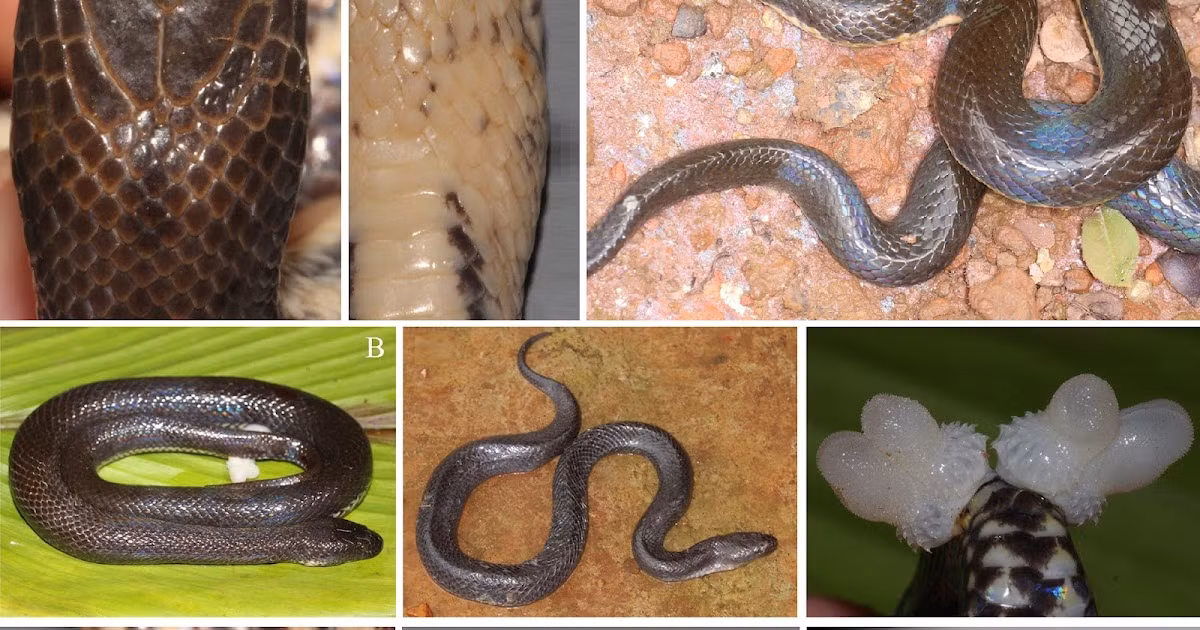 Đặc điểm nổi bật của loài rắn mới này là vảy mịn, màu nâu sẫm đến đen ở lưng và hai bên, và mặt dưới màu kem đến vàng nhạt, cùng ba sọc màu nâu sẫm.