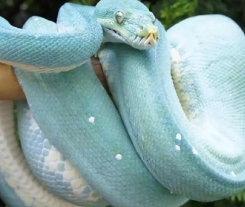 Mặc dù vẻ đẹp của trăn cây xanh lam khiến nhiều người mê mẩn, nhưng để bảo vệ loài sinh vật này, các biện pháp bảo vệ cần được tăng cường.