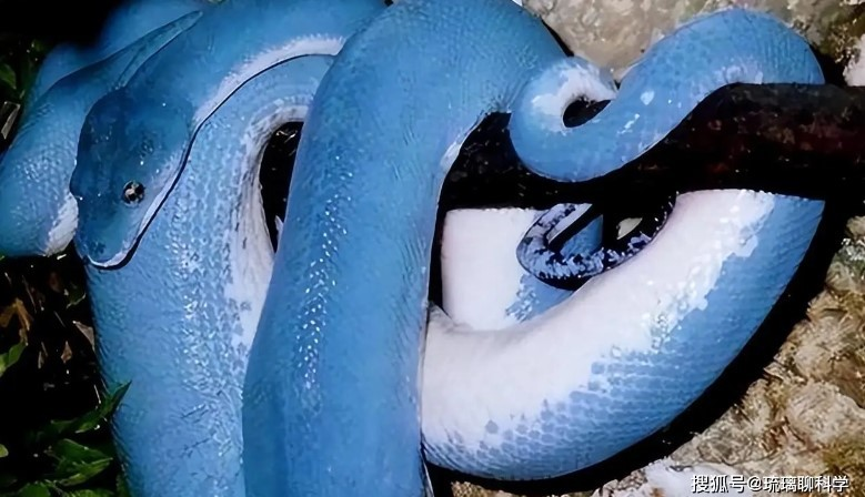 Hiện nay, mỗi con trăn cây xanh lam trở nên đặc biệt và có giá trị, là tài sản quý giá mà thiên nhiên ban tặng.