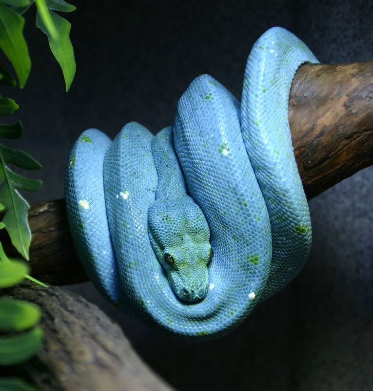 Tính cách ngoan ngoãn và thói quen sống trên cây làm cho chúng trở nên đặc biệt trong họ trăn.