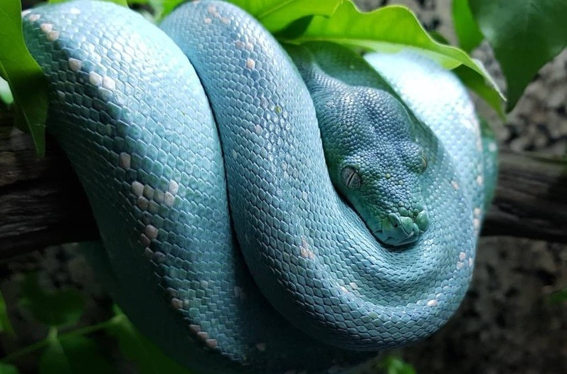 Điều này khiến chúng trở nên quyến rũ và hút mắt như một sinh vật trong xứ sở thần tiên.