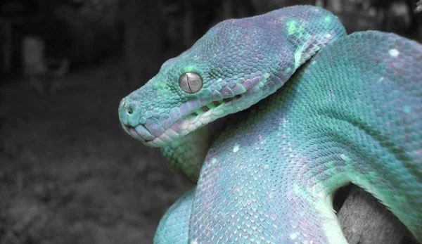 Cơ thể của chúng mang màu xanh mơ màng, giống như bầu trời không mây trên cao nguyên Tây Tạng, kết hợp với điểm xuyết những lớp vảy viền vàng trắng như đom đóm.